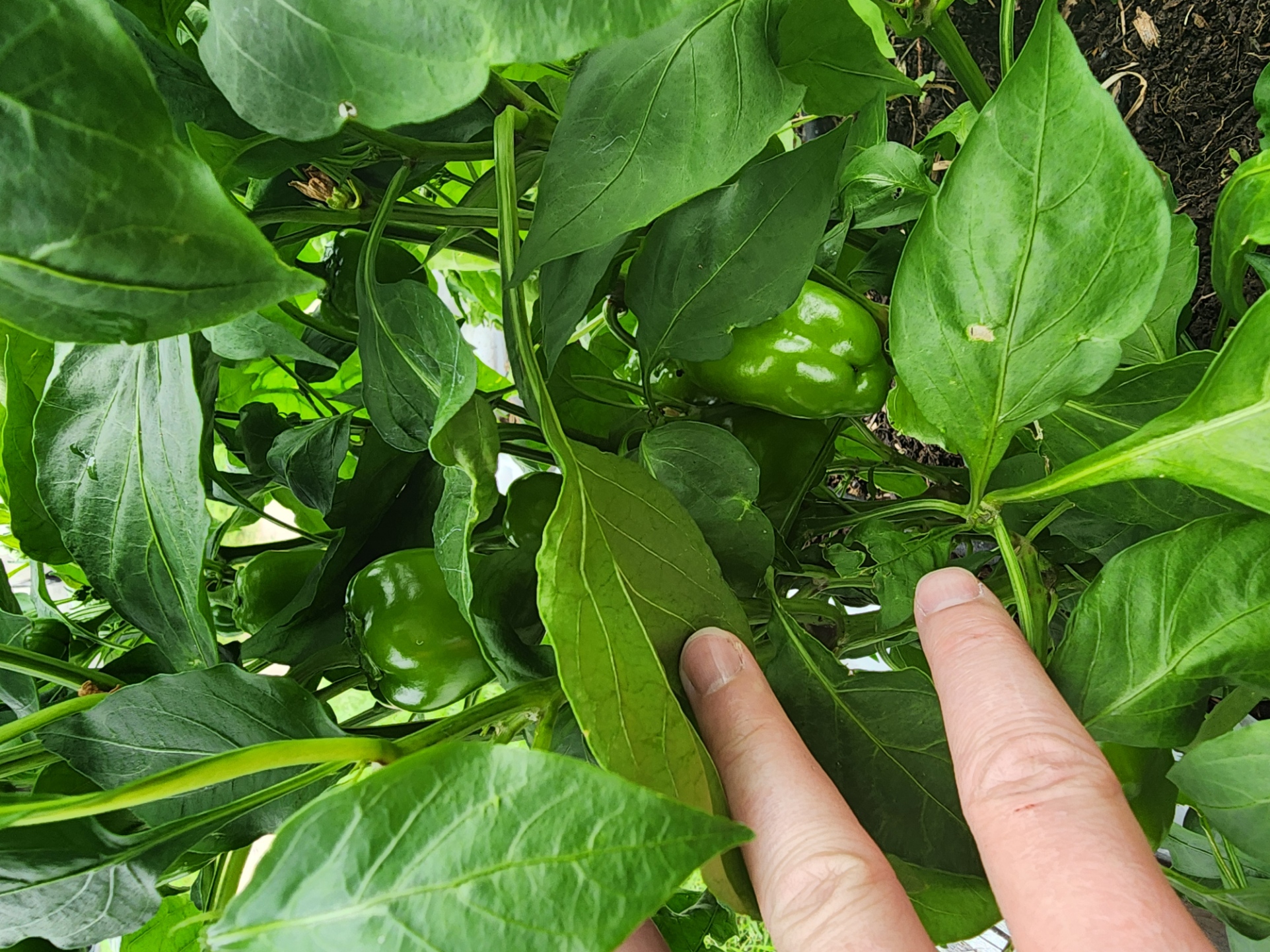 Peppers